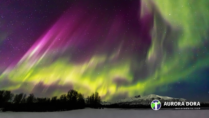 Aurora Dora - corporateevents.at
