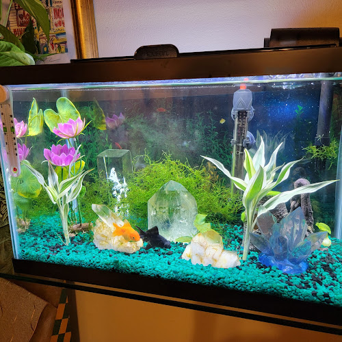 Marine World Tropical Fish — Aquarium in Hot Springs, Arkansas