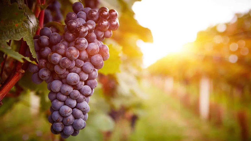 The Vineyard - corporateevents.at