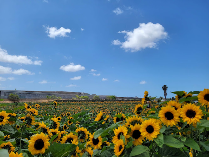 Hana Field by Tanaka Farms - corporateevents.at