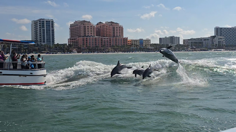 Encounters With Dolphins - corporateevents.at