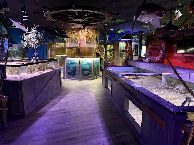 Mertailor’s Mermaid Aquarium Encounter - corporateevents.at
