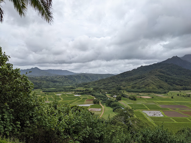 Rice Mill & Taro Farm Tour - photo