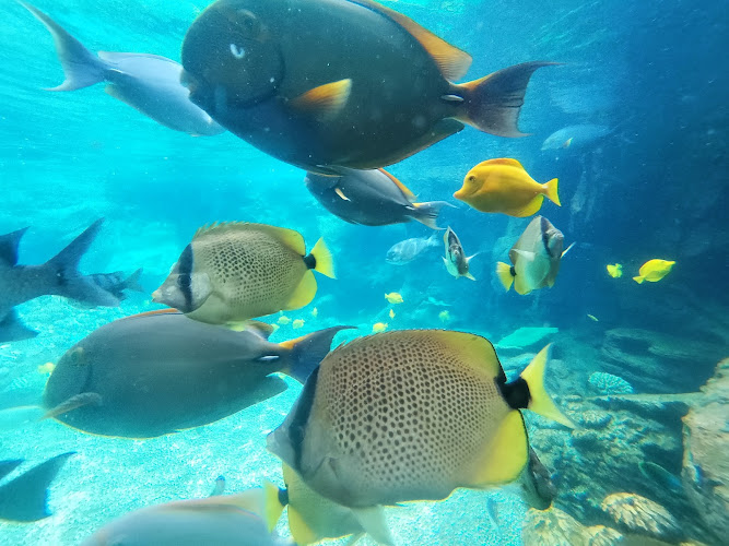 Rainbow Reef at Aulani Resort — Aquarium in Kapolei, Hawaii