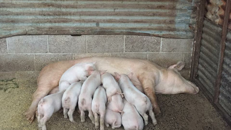 Paradise Acres Pig Farm - photo