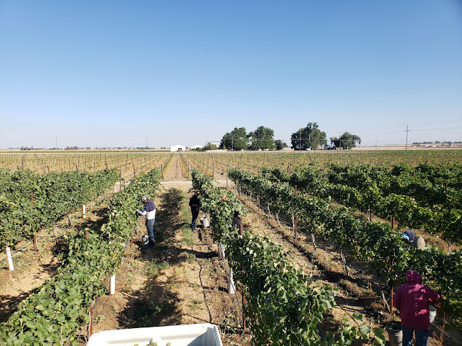 Lake Idaho Vineyards & Vineyard Management — Winery in Driggs, Idaho