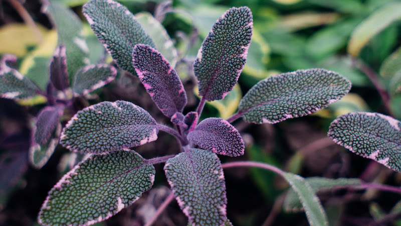 Purple Sage Farms — Barn or Farm in Middleton, Idaho