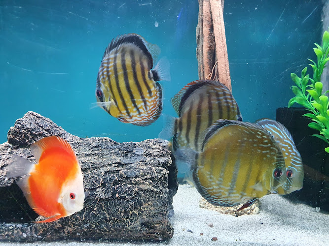 Oak Park Natural Pet & Fish — Aquarium in Oak Park, Illinois