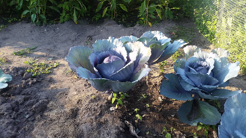 Skokie Park Garden Plots - corporateevents.at