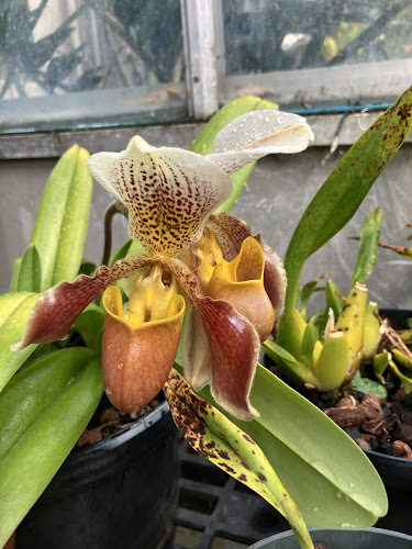 University of Illinois Conservatory and Plant Collection - photo
