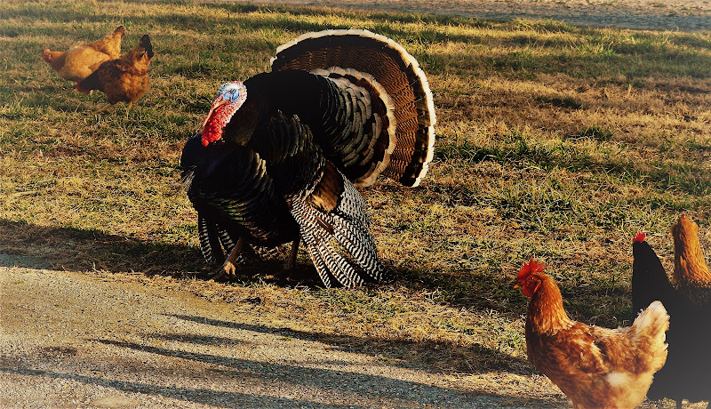 Burns Family Farms - photo