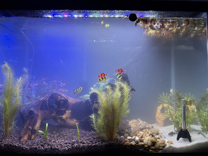 Dustin's Fishtanks - photo