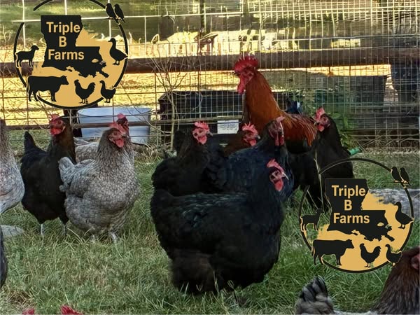 Triple B Farms Louisiana — Barn or Farm in Youngsville, Louisiana