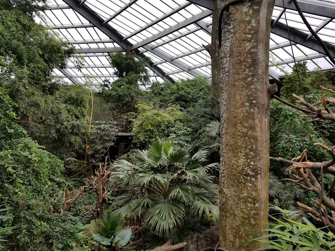 Lied Jungle - photo