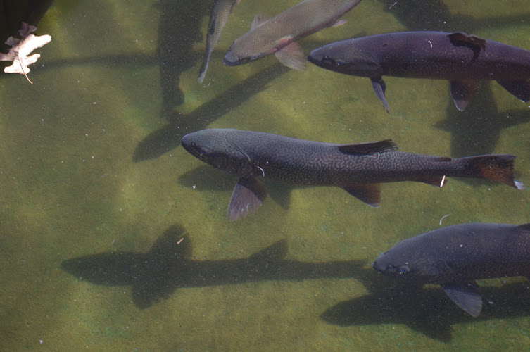 Milford Fish Hatchery - photo