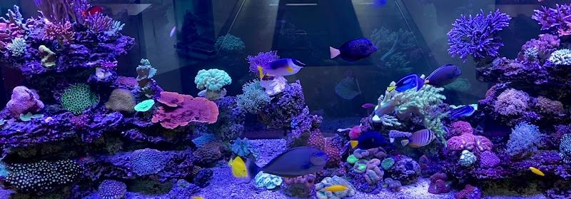 Aquamark Aquarium Displays Inc - corporateevents.at