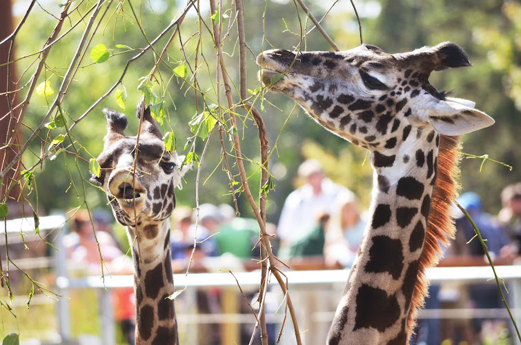 Seneca Park Zoo - corporateevents.at