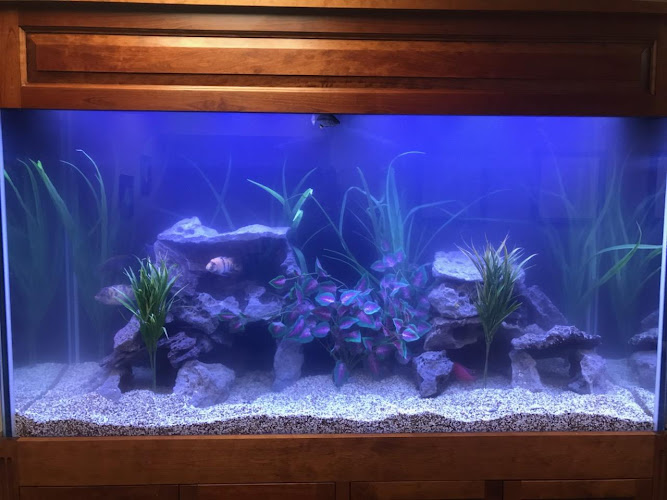 Beital's Aquariums Sales, Services & Ponds — Aquarium in White Plains, New York