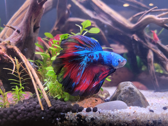 PNW Bettas - corporateevents.at