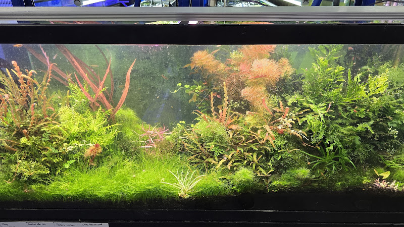 The Purple Tang Aquatics - photo