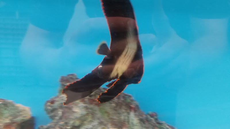 Aquarium Service of Lancaster - corporateevents.at