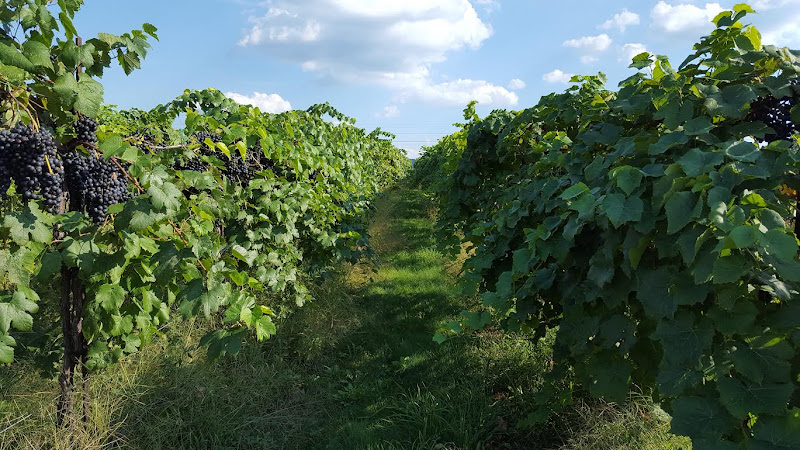 Happy Valley Vineyard and Winery - corporateevents.at