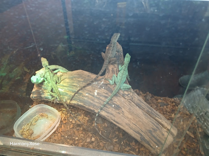 401 Reptiles - corporateevents.at