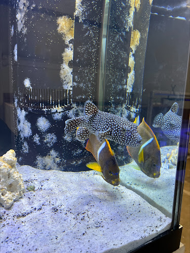 Swans Ponds and Aquatics, LLC — Aquarium in Smyrna, Tennessee