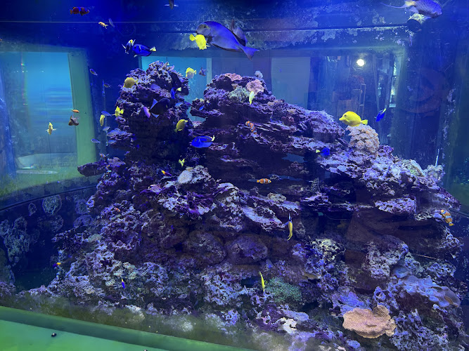 Steel Dynamics Living Reef Aquarium - corporateevents.at