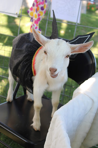 The Goat Ladies — Barn or Farm in Rock River, Wyoming